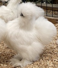 chicken silkie for sale chicken silkie for sale Toledo