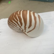 chambered nautilus for sale chambered nautilus for sale Sanibel