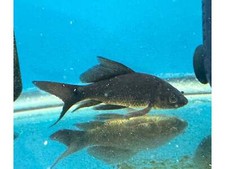 Black butterfly koi for sale  Discovery Bay