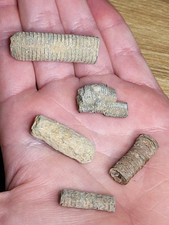 Set detailed crinoid for sale  SOLIHULL