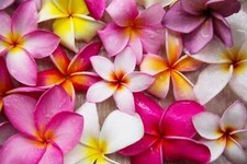 Mixed colors plumeria for sale  Massillon