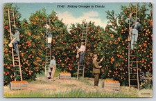 Florida picking oranges for sale  USA