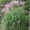 Miscanthus giganteus d'occasion  France