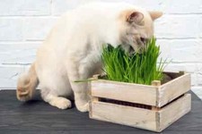 Cat grass seeds for sale  Pauma Valley