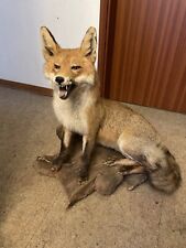 Tierpräparat fuchs vulpes gebraucht kaufen  Köln