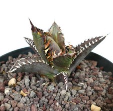 Agave titanota squalo usato  Napoli
