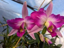 Laelia anceps hbo for sale  Alameda