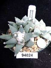 Ariocarpus retusus large for sale  Lakeport