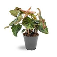 Philodendron verrucosum incens for sale  CREDITON