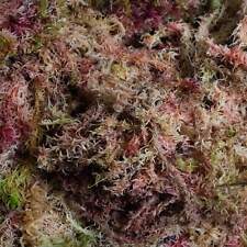 Fresh sphagnum moss for sale  BRISTOL