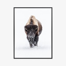 Plakat w ramie Bizon Minimalistyczny Zima Premium na sprzedaż  PL