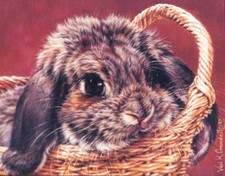 Basket case vivi for sale  Keller
