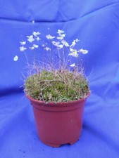 Utricularia bisquamata betty for sale  AMMANFORD