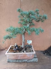 Bonsai atlaszeder utdoor gebraucht kaufen  Bad Nenndorf