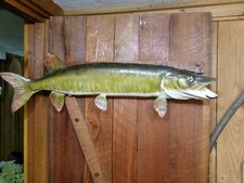 Musky real skin for sale  Bernard