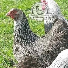 shamo hatching eggs for sale for sale shamo hatching eggs for sale for sale SPILSBY