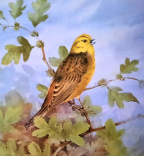 Yellowhammer singing oak for sale  NELSON