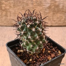 D6174 sclerocactus whipplei usato  Montefalco