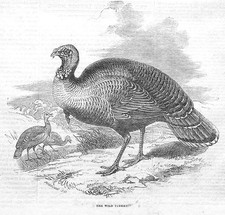 Wild turkey antique for sale  GLASGOW