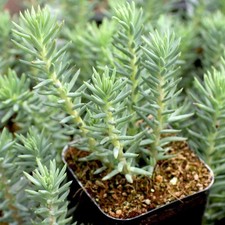 Sedum reflexum blue for sale  Terrell