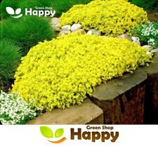 Yellow stonecrop 300 for sale  DONCASTER