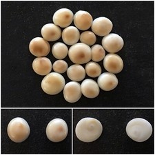 Operculum sea shells for sale  ELLESMERE