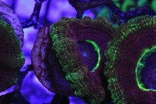 Acanthastrea lordhowensis wysi for sale  UK