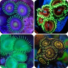 soft coral frags for sale soft coral frags for sale UK