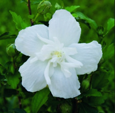 Hibiscus syriacus white usato  Italia