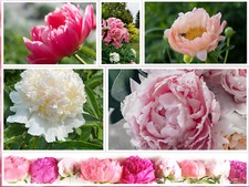 Peony seeds mix for sale  Saint Augustine