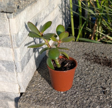 Succulent crassula ovata for sale  DONCASTER