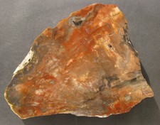 Verkieseltes holz hainichen gebraucht kaufen  Talheim