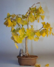 Ginkgo bonsai tree for sale  Patchogue