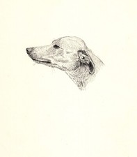 Antique whippet print for sale  Harborton