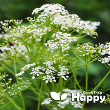 Caraway 1200 seeds for sale  DONCASTER