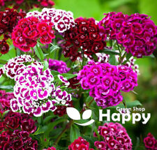Sweet william flower for sale  DONCASTER