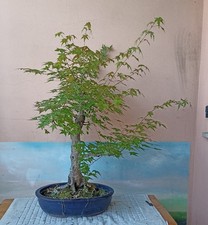 Incantevole prebonsai acero usato  Paderno Dugnano