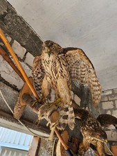Präparierte vögel adler gebraucht kaufen  Stadtlauringen