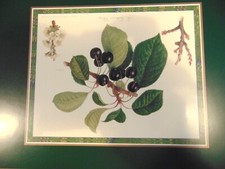 pimpernel placemats for sale pimpernel placemats for sale ROTHERHAM