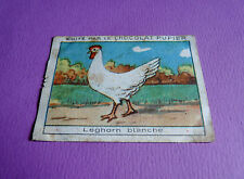 Poules leghorn blanche d'occasion  Vendat