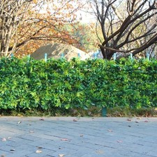 Artificial topiary hedges for sale  Brentwood
