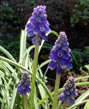 Muscari blue grape for sale  San Diego