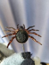 Cyclocosmia ricketti Suszony pająk do drzwi pułapkowych | Nieomontowany prawdziwy okaz | Taksydermia na sprzedaż  Wysyłka do Poland