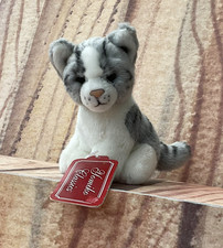 Grey white cat for sale  DORCHESTER
