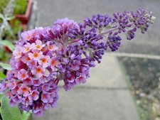 Color flower power for sale  Wauchula
