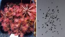 Semi drosera tokaiensis usato  Grumo Appula