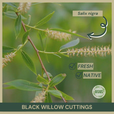 Black willow cuttings for sale  Portville