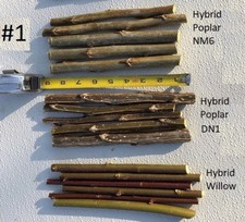 Hybrid poplar cuttings for sale  Mora