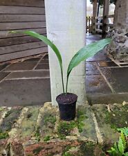 Aspidistra elatior cast for sale  HORSHAM