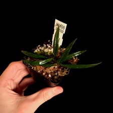 Hoya pauciflora houseplant for sale  ANDOVER